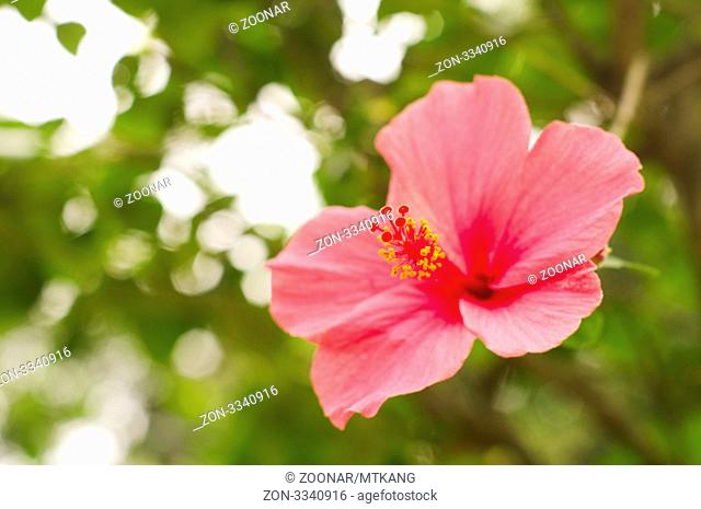 a close up of read hibiscus flower, photo is taken at Malaysia