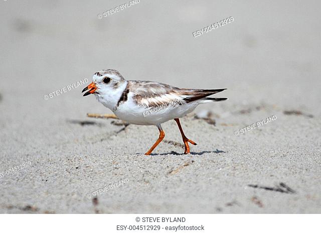 Endangered Piping Plover Charadrius melodus