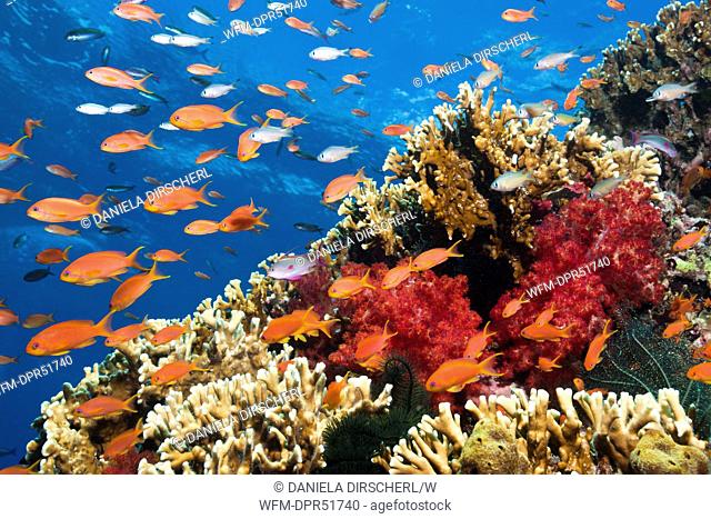 Colorful Coral Reef, Beqa Lagoon, Viti Levu, Fiji