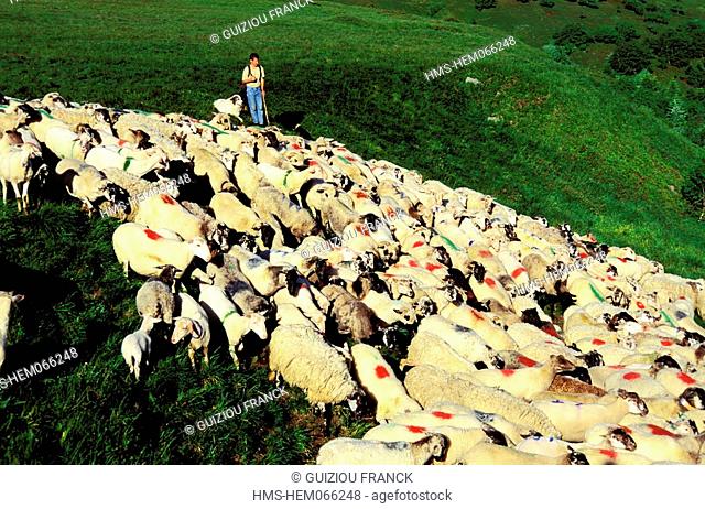 France, Puy de Dome, shepherd and its flock of sheep in the Sancy massif