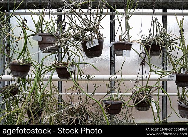 PRODUCTION - 20 January 2023, Lower Saxony, Göttingen: Various species of cacti hang in the succulent house from the Old Botanical Garden of the Georg-August...