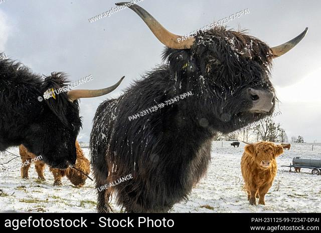 25 November 2023, Bavaria, Bruck: Scottish Highland cattle stand on a snow-covered pasture. According to the meteorologists' forecast