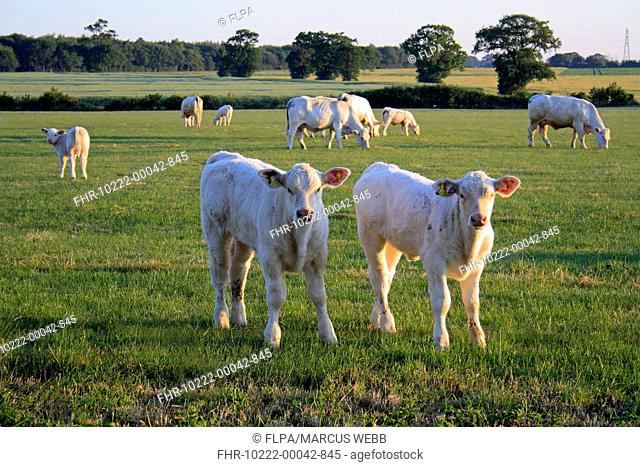 Domestic Cattle, Charolais calves, standing near herd in pasture, in commonland reserve at dawn, Mellis Common, Mellis, Suffolk, England, june