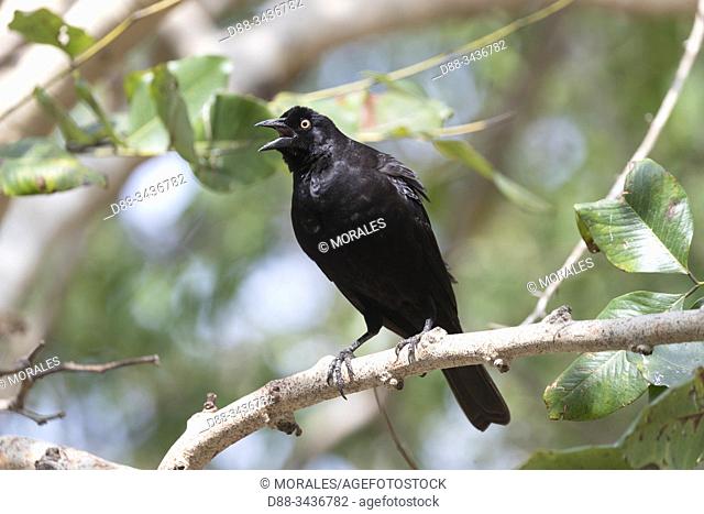 Brazil, Mato Grosso, Pantanal area, Giant cowbird (Molothrus oryzivorus)