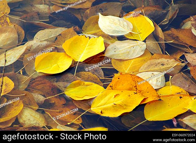 Yellow autumn leaves floating in the water. Selective focus