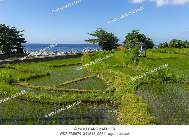 A rice field with traditional Balinese fishing boat (Junkung) in the background outside the Ujung Water Palace (Taman Ujung), also known as Sukasada Park, Bali