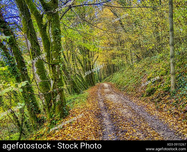 forest trail in autumn near Queyssac, Dordogne Department, Nouvelle-Aquitaine, France