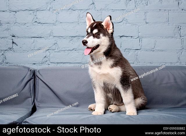 Funny active dog husky puppy black and white, age three months, having fun on the sofa at home in the living room. Dog baby female siberian husky in loft style...