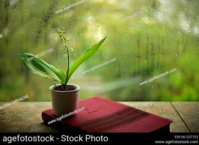 Rainy Spring with Lily Of The Valley Flower on Bible