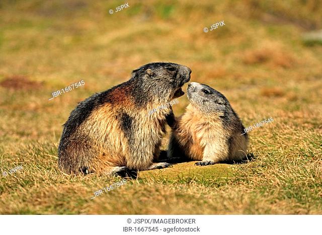 Alpine Marmot (Marmota marmota), half-grown cubs, social behavior, Grossglockner Mountain Range, Hohe Tauern National Park, Austria, Alps, Europe