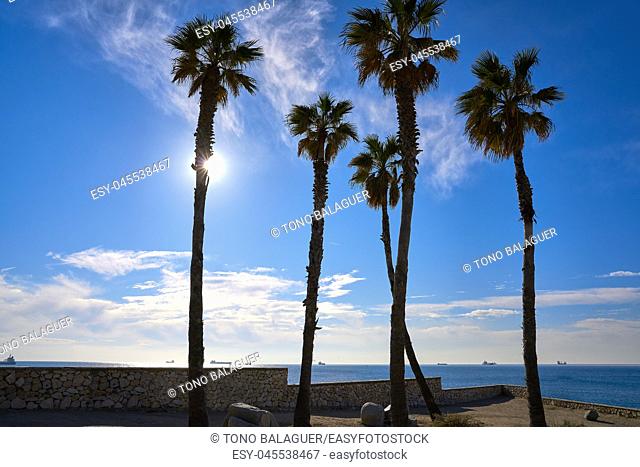 El Miracle beach palm trees in Tarragona at Costa Dorada of Catalonia