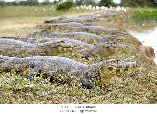 huge group of yacare caimans, MATO GROSSO, Brasil, South America - PANTANAL, MATO GROSSO, BRASIL, 29/07/2009
