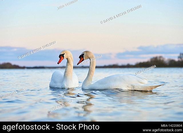 Mute swans (Cygnus olor), swimming, Bavaria, Germany