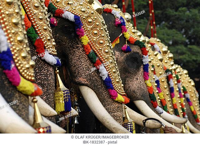 Decorated elephants, Pooram festival, Thrissur, Kerala, South India, India, Asia