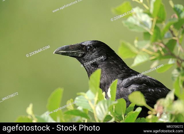 Rabenkrähe, Corvus corone, carrion crow, Bergisches Land, NRW, Deutschland, Europa