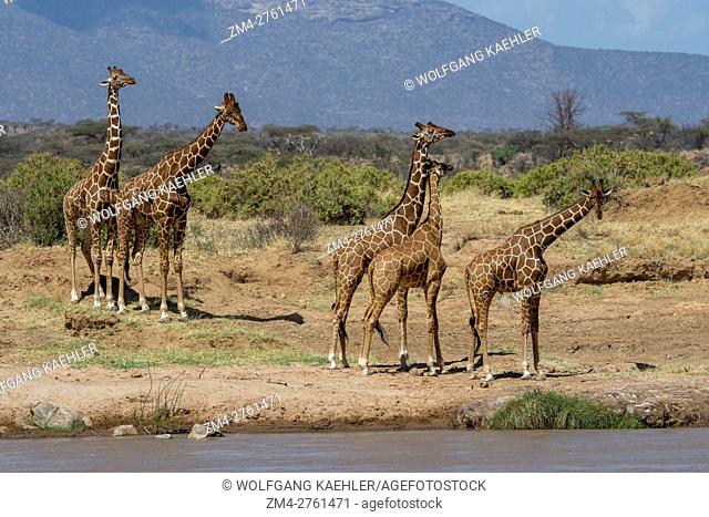 Reticulated giraffes (Giraffa reticulata) in the Samburu National Reserve in Kenya coming to the Ewaso Ngiro River to drink