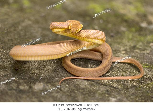 Tawny cat snake, Boiga ochracea, Colubridae, Gumti, Tripura , India