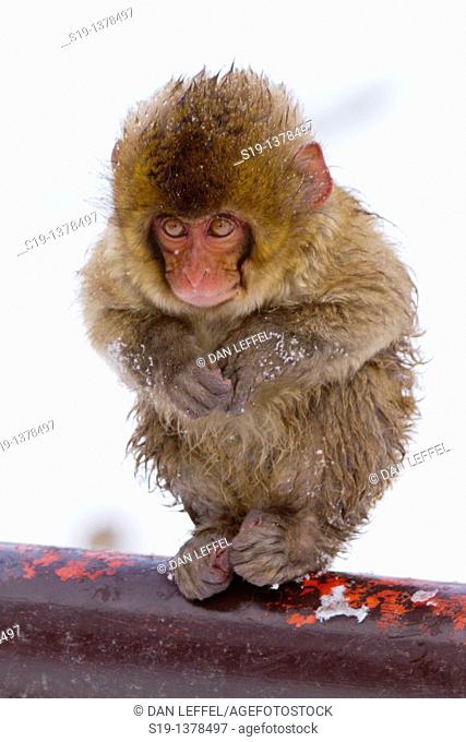 Japanese macaques (Macaca fuscata). Jigokudani Monkey Park, Nagano Prefecture, Japan