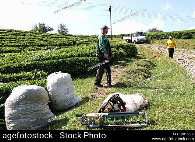 RUSSIA, KRASNODAR REGION - JUNE 23, 2023: Workers bag tea leaves plucked at the Matsesta Tea Factory in the village of Izmailovka, Khostinsky District