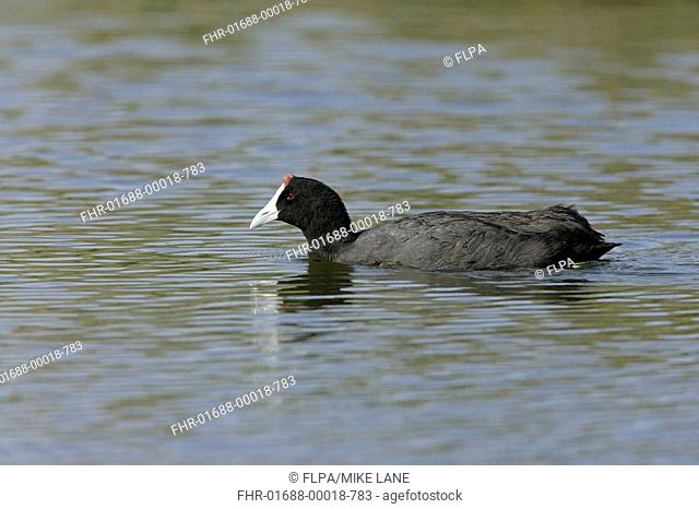 Red-knobbed Coot Fulica cristata adult, swimming, Spain, spring