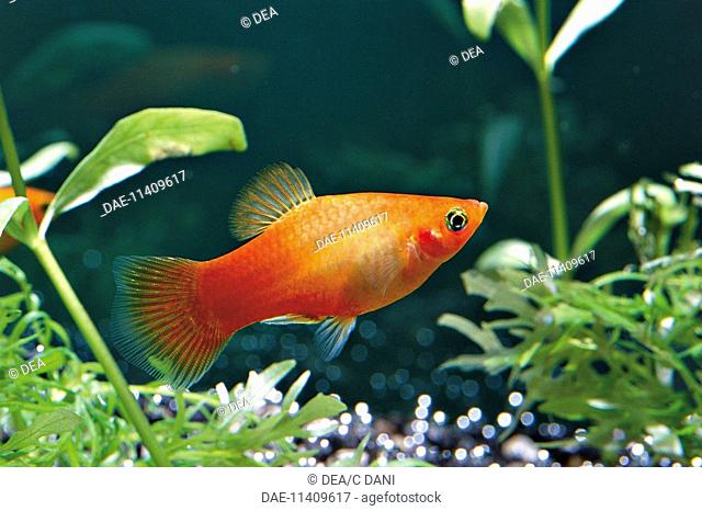 Zoology - aquarium fish - Livebearing - changed Platy (Xiphophorus variatus). Tropical freshwater