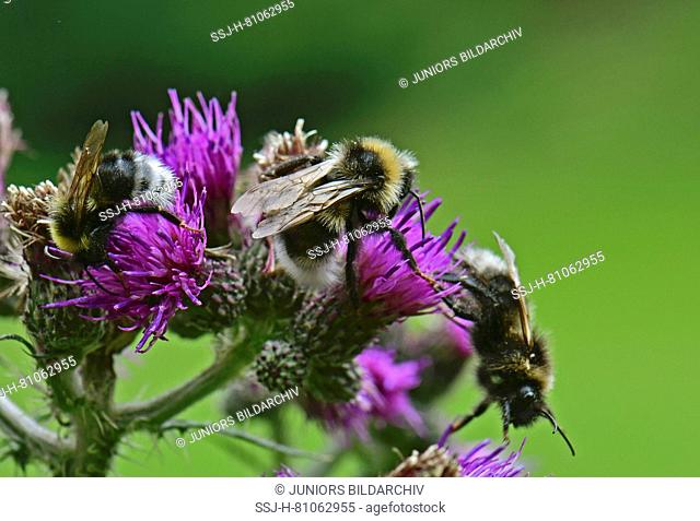 Forest Cuckoo Bumblebee, four coloured cuckoo bee (Bombus sylvestris) several animals on a thistle blossom
