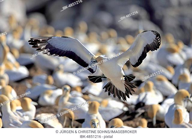Cape Gannet (Morus capensis), adult flying over bird colony, Lamberts Bay, Western Cape, South Africa