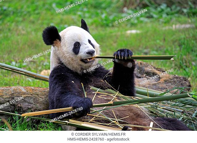 China, Sichuan province, Chengdu, Research Base of Giant Panda Breeding or Chengdu Panda Base, Giant Panda (Ailuropoda melanoleuca), captive