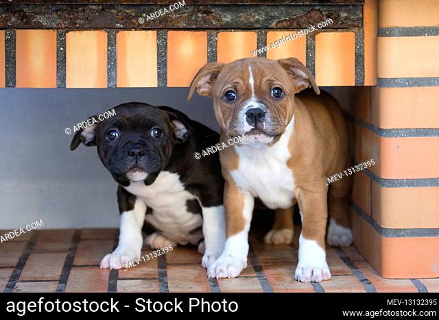 Staffordshire Bull Terrier puppies outdoors
