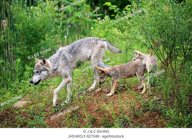 Gray Wolf, (Canis lupus), adult with youngs walking, social behaviour, Pine County, Minnesota, USA, North America