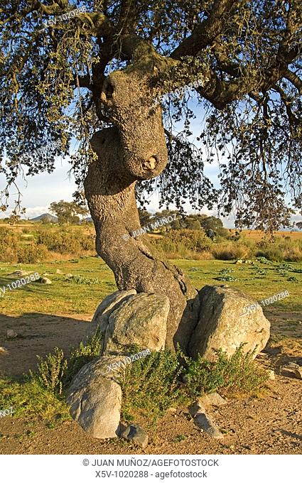Meadow of oaks (Quercus ilex). Extremadura. Spain