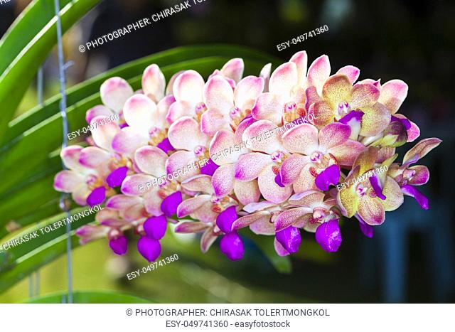 Vanda Orchid flower in tropical garden. Floral background.Selective focus