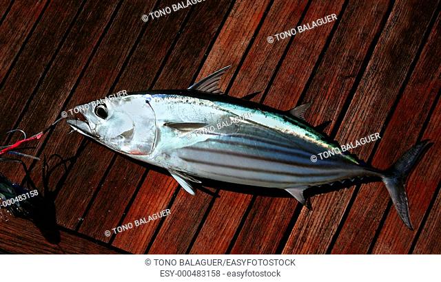 Catch skipjack tuna fish portrait detail Atlantic seafood