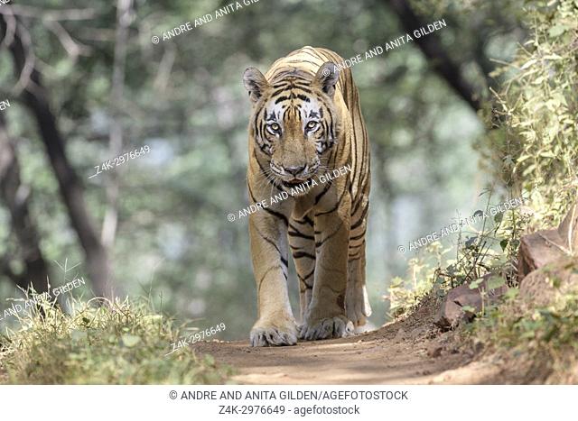 Royal bengal tiger (Panthera tigris tigris) walking in forest, Ranthambhore National Park, Rajasthan, India