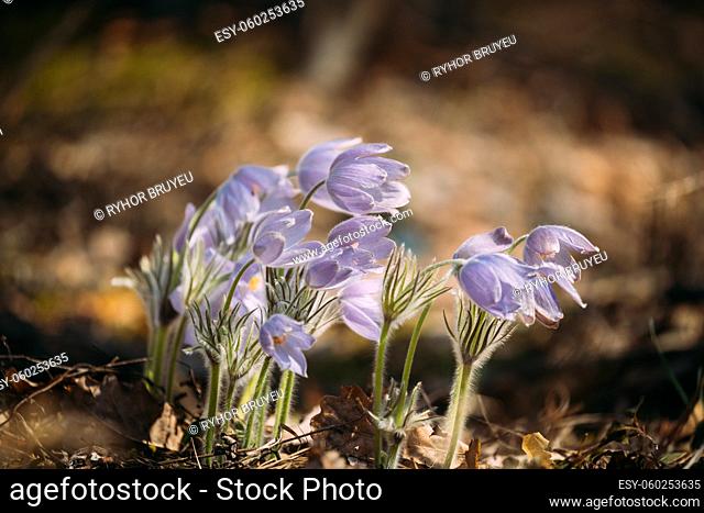 Belarus. Beautiful Wild Spring Flowers Pulsatilla Patens. Flowering Blooming Plant In Family Ranunculaceae, Native To Europe, Russia, Mongolia, China