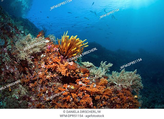 Crinoid in Coral Reef, Comanthina sp., Raja Ampat, West Papua, Indonesia