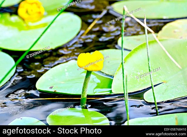 Yellow water lily in water against a background of green leaves and dark water