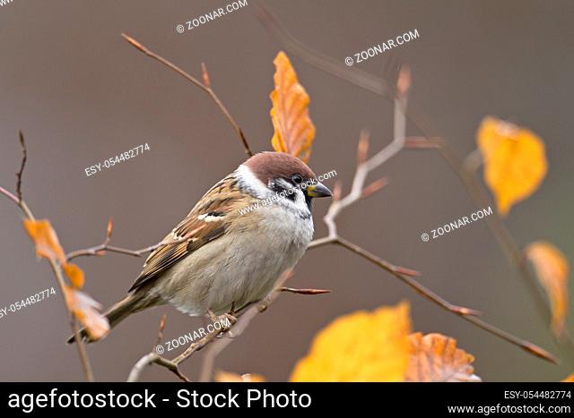 Feldsperlinge erreichen 1 Jahr nach dem Schluepfen die Geschlechtsreife und schreiten selbst zur Brut - (Foto Altvogel) / Eurasian Tree Sparrow reaches breeding...