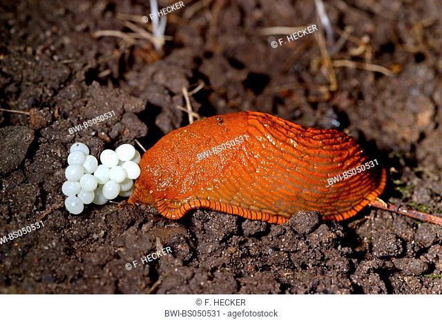 Red slug, Large red slug, Greater red slug, Chocolate arion, European red slug (Arion rufus, Arion ater ssp. rufus), at its eggs