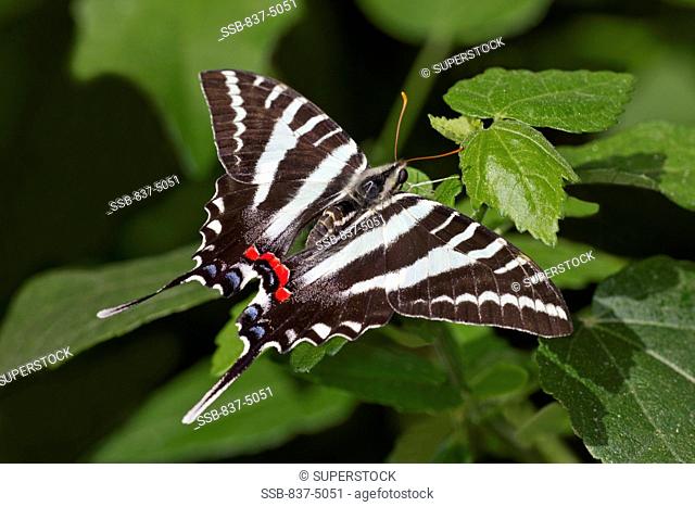 Zebra Swallowtail Eurytides marcellus perched on leaf