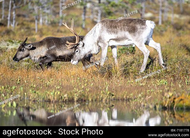 Reindeer (Rangifer tarandus), Efjord, Tysfjord, Ofoten, Nordland, Norway, Europe
