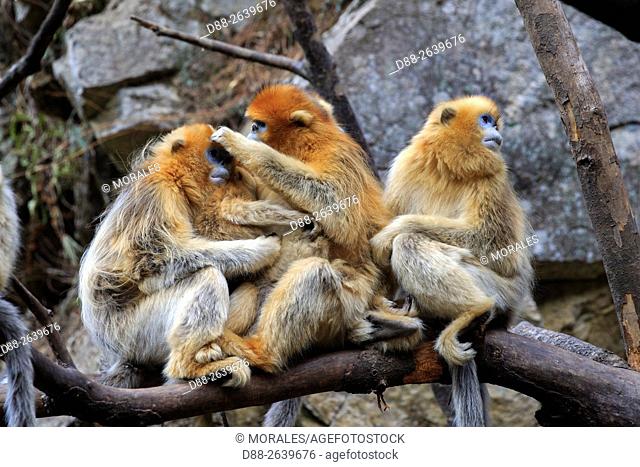 Asia, China, Shaanxi province, Qinling Mountains, Golden Snub-nosed Monkey (Rhinopithecus roxellana), group on a tree