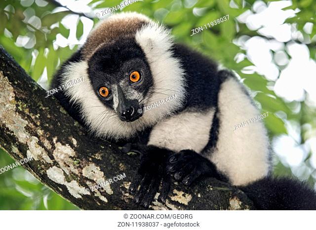 Schwarzweißer Vari (Lemur varecia variegata), Familie der Gewöhnlichen Makis (Lemuridae), endemisch in Madagaskar, Ankanin Ny Nofy