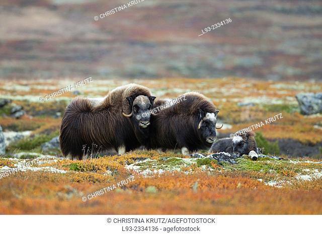 Three Muskoxes (Ovibos moschatus), Dovrefjell Sunndalsfjella National Park, Norway