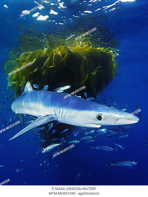 Blue Shark hunting Jack Mackerl under Drifting Kelp, Prionace glauca, Trachurus symmetricus, San Diego, California, USA