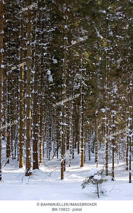 Wood forest district of Munich Upper Bavaria Germany trees with snow winter
