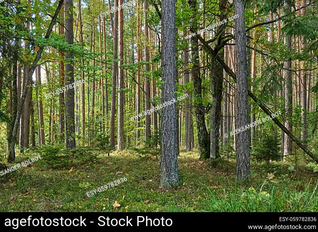 Coniferous stand in sun with pine, spruce and moss covered forest floor, Bialowieza Forest, Belarus, Europe