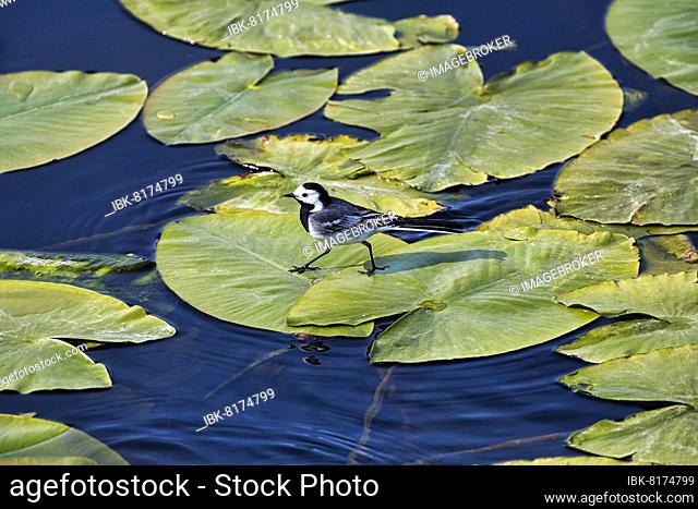 White wagtail (Motacilla alba) on lily pads, pond, Düne Island, Helgoland, Schleswig-Holstein, Germany, Europe