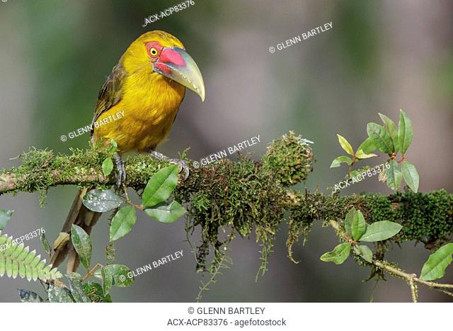 Saffron Toucanet (Pteroglossus bailloni) perched on a branch in the Atlantic rainforest of southeast Brazil