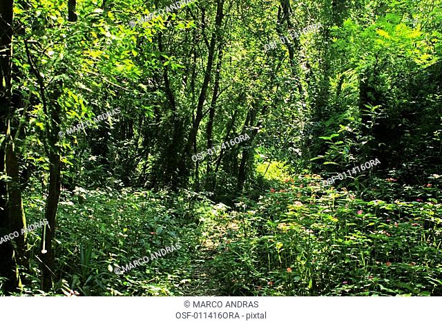 natural green trees vegetation of a bothanical garden